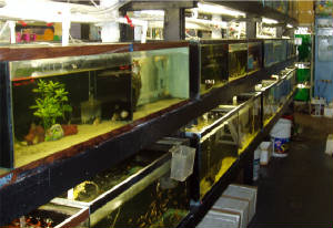 Fishtanks11.jpg