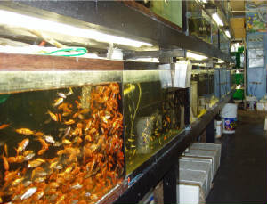 Fishtanks12.jpg